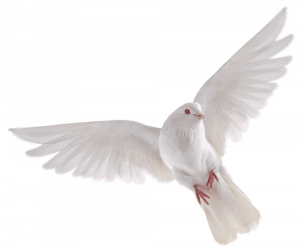 Dove Bird PNG HD - Flying White Dove – For Free