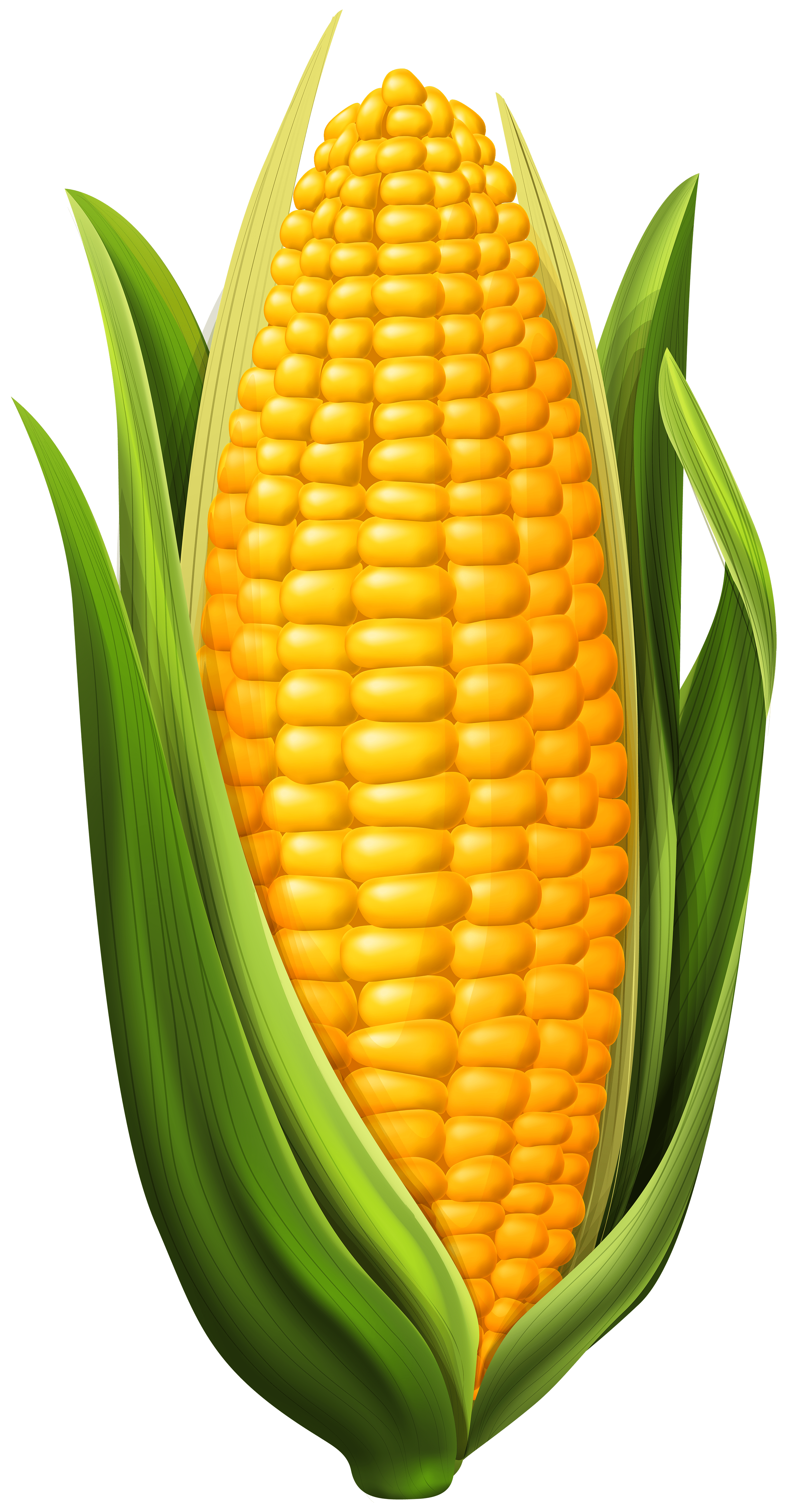 Corn Cartoon PNG Free Download
