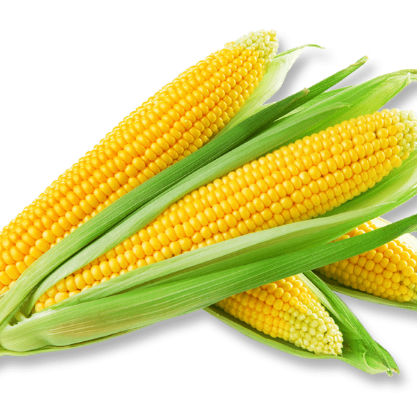 عکس PNG ذرت - Corn PNG Transparent – دانلود رایگان