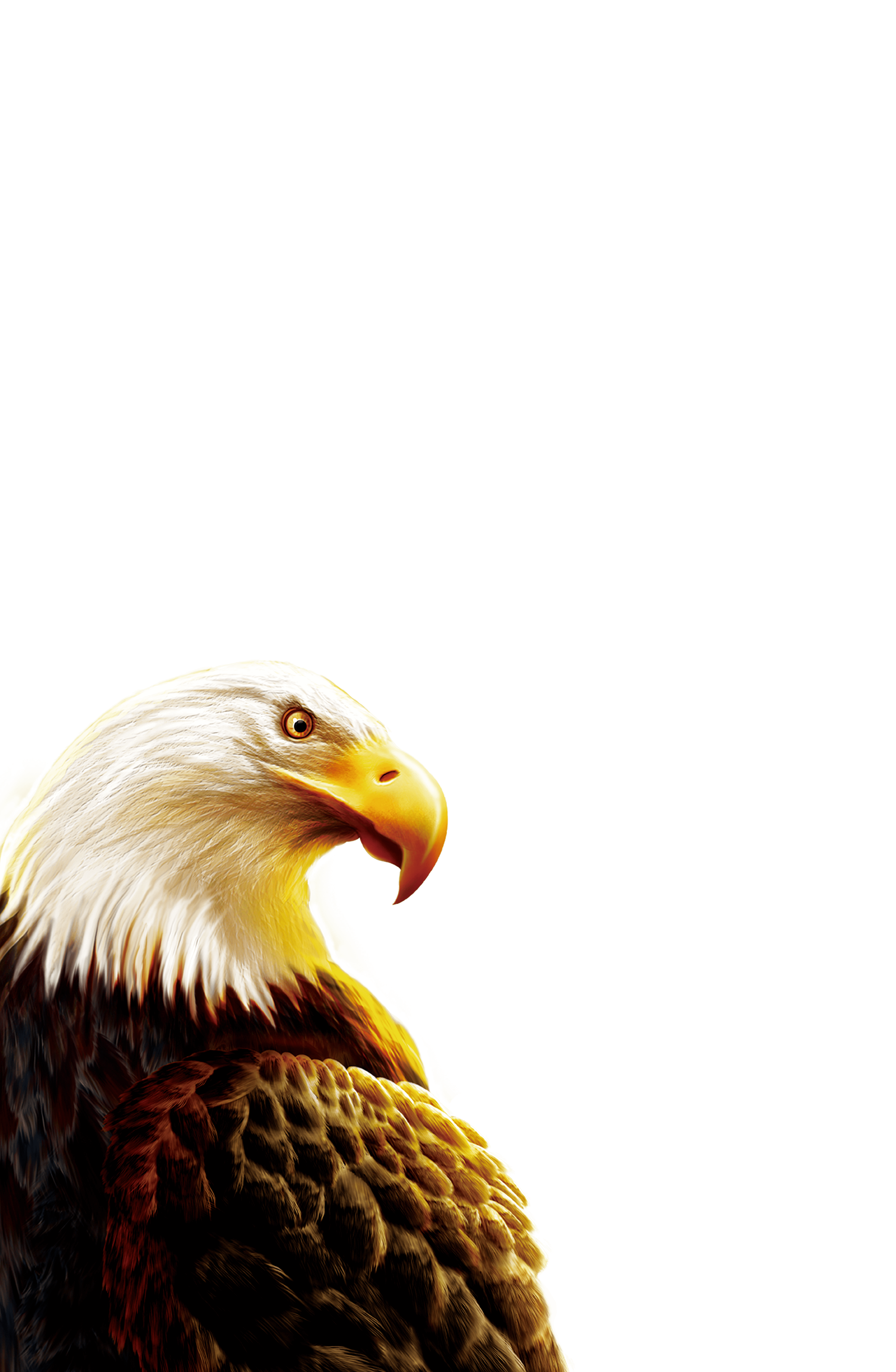 Eagle PNG Background – Free Download