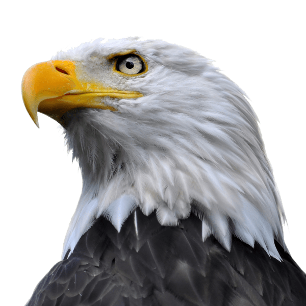 PNG آیکون سیاه و سفید عقاب Desert Eagle PNG Icon دانلود رایگان