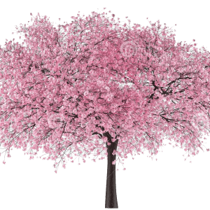 PNG درخت گیلاس - Cherry Blossom Tree PNG