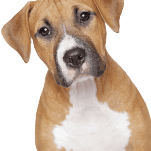 PNG عکس سگ - Transparent Dog PNG