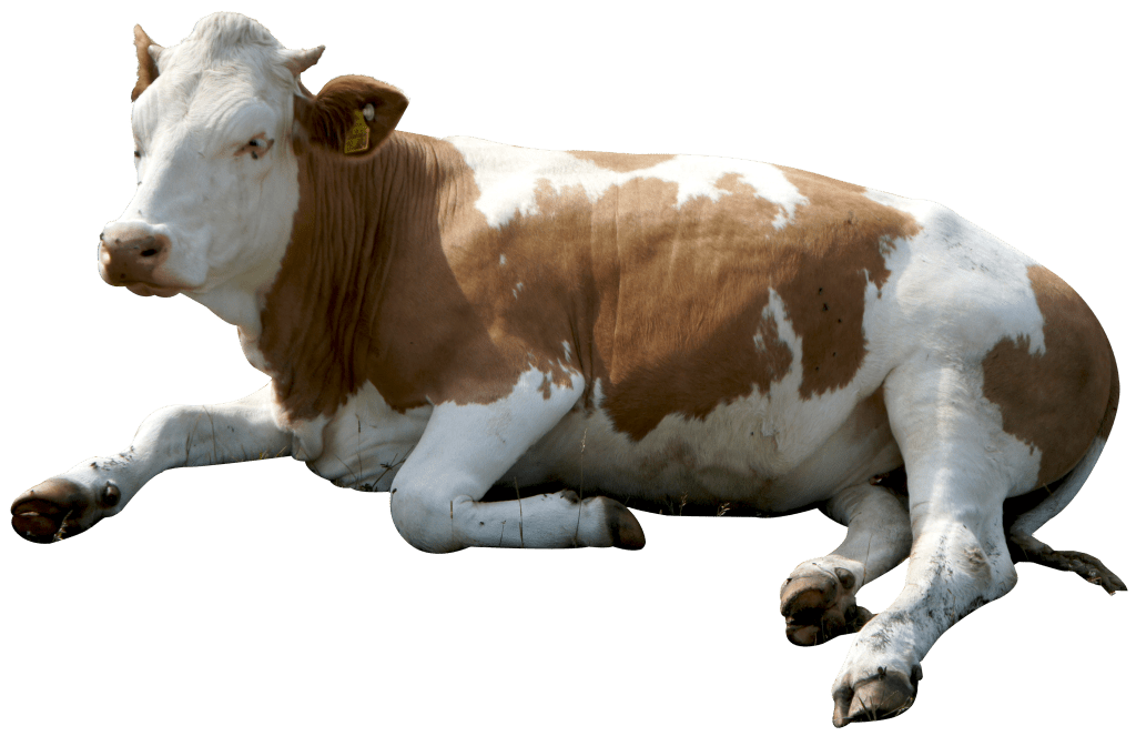 Rectangular Cow Png Cow PNG Free โ Free Download