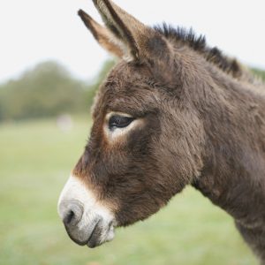 عکس خر از نیم رخ