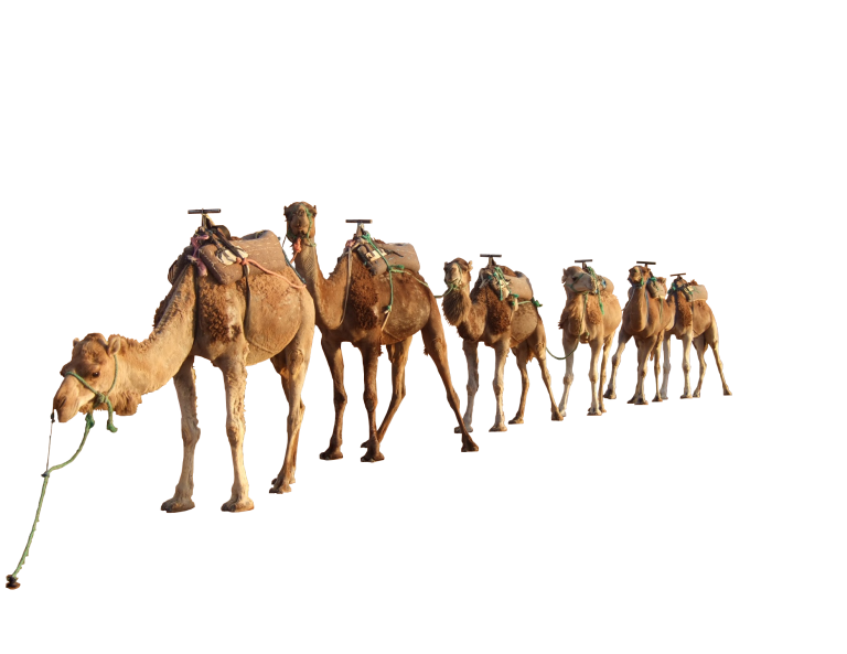 دانلود PNG شتر - Camel PNG Download