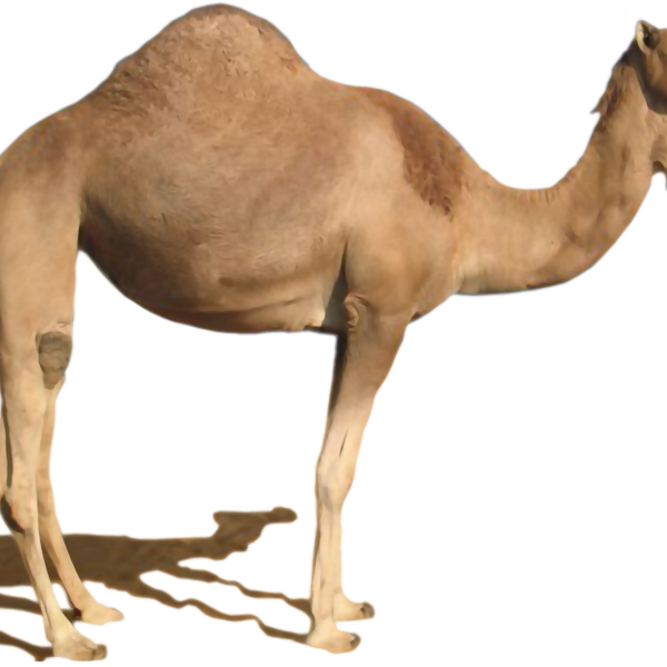 Camel PNG Transparent - Free Download