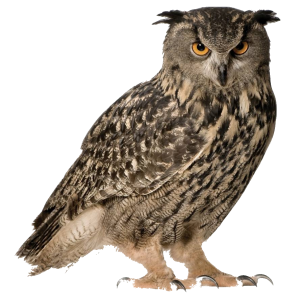 Owl PNG Transparent