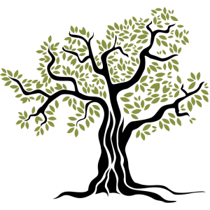 PNG Olive Tree
