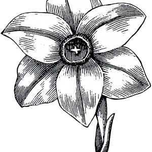 Narcissus Flower Logo PNG
