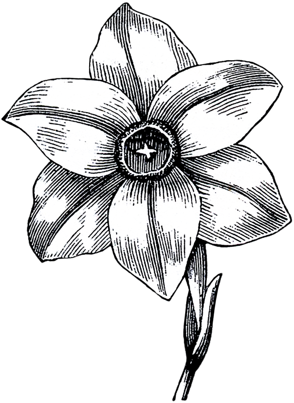 Narcissus Flower Logo PNG Narcissus Flower Logo PNG